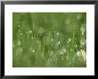 Water Droplets On Grass, Close-Up Detail Yorkshire, Uk by Mark Hamblin Limited Edition Print