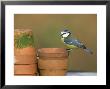 Blue Tit, Perched On Flower Pots, Uk by Mark Hamblin Limited Edition Print