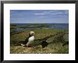 Puffin, Nesting Colony, Outer Hebrides by Mark Hamblin Limited Edition Print