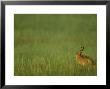Brown Hare, Adult In Field, Highlands, Scotland by Mark Hamblin Limited Edition Print