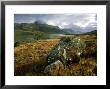 View Across Loch Maree To Slioch, October, Wester Ross, North West Scotland by Mark Hamblin Limited Edition Pricing Art Print