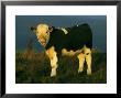 Calfhereford Bull X Fresian Cowon Upland Pasturepeak District by Mark Hamblin Limited Edition Print