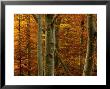 Beech Woodland by Mark Hamblin Limited Edition Print