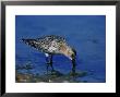 Dunlin by Mark Hamblin Limited Edition Print