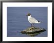 Blackheaded Gull On Rock In Summer Plumage, Scotland by Mark Hamblin Limited Edition Print