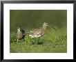 Curlew, Pair Courting, Scotland by Mark Hamblin Limited Edition Pricing Art Print