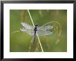 Black Darter, Adult On Grass Stem, Scotland by Mark Hamblin Limited Edition Print