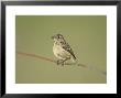 Stonechat, Juvenile Perched On Rusty Wire, Scotland by Mark Hamblin Limited Edition Print