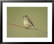 Stonechat, Juvenile Perched On Rusty Wire, Scotland by Mark Hamblin Limited Edition Pricing Art Print