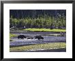 Bison, Two Adult Cows With Calves Crossing Madison River, Usa by Mark Hamblin Limited Edition Pricing Art Print