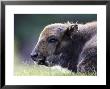 European Bison, Close-Up Of Young Calf Laid Down Resting (Captive), Scotland by Mark Hamblin Limited Edition Print