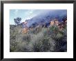 Cotopaxi National Park, Ecuador by Mark Jones Limited Edition Pricing Art Print