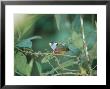 Toucan Barbet, Cloud Forest, Western Slope Of Pichincha Volcano, Ecuador by Mark Jones Limited Edition Print