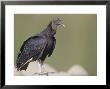 Black Vulture, Gregarious Scavenger, Tambopata River, Peruvian Amazon by Mark Jones Limited Edition Pricing Art Print