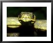 Trinidad Tree Boa, Corallus Enydris Nb Heat Sensing Pits by Brian Kenney Limited Edition Print