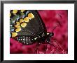 Black Swallow Tail Butterfly by Brian Kenney Limited Edition Print