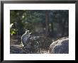 Grey Langur, Langur Sitting On Rock In Solitude, Madhya Pradesh, India by Elliott Neep Limited Edition Pricing Art Print