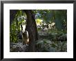 Grey Langur, Reaching Into Low Branches For Leaves, Madhya Pradesh, India by Elliott Neep Limited Edition Print