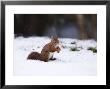 Red Squirrel, Sat In Snow, Lancashire, Uk by Elliott Neep Limited Edition Print