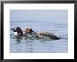 Red-Crested Pochard, Male Attacking A Common Pochard, Lake Geneva, Switzerland by Elliott Neep Limited Edition Print