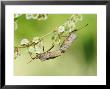 Brown Sheild Bugs, Mating On Common Sorrel Flowers, Middlesex, Uk by Elliott Neep Limited Edition Print