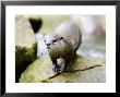 Asian Short Clawed Otter, Standing On A Rock, Earsham, Uk by Elliott Neep Limited Edition Print