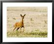 Roe Deer, Alarmed Adult Doe Stamping Ground, Uk by Elliott Neep Limited Edition Pricing Art Print