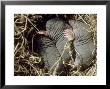 Moles, Young In Nest, Uk by Oxford Scientific Limited Edition Print
