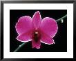 Mme Pompidour, Dendrobium Phalaenopsis by Oxford Scientific Limited Edition Print