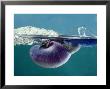Bubble Raft Snail, Eating Jack Sail-By-Wind by Oxford Scientific Limited Edition Print