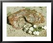Evening Primrose, Petrified Forest National Park, Usa by Stan Osolinski Limited Edition Print