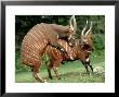 Bongo, Mating Attempt, Zoo Animal by Stan Osolinski Limited Edition Print