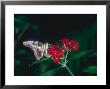 Tailed Jay, Feeding, Aviary Animal by Stan Osolinski Limited Edition Print