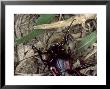 Ground Beetle, Eating Snail, Mallorca, Spain by O'toole Peter Limited Edition Print