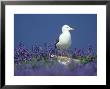 Lesser Black-Backed Gull, And Bluebells, Uk by Richard Packwood Limited Edition Pricing Art Print