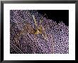 Arrow Crab, Bahamas by Tammy Peluso Limited Edition Print