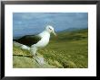 Black-Browed Albatross, Standing, Falklands by Manfred Pfefferle Limited Edition Print