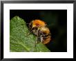 Common Carder Bee, Adult Worker, Peterborough, Uk by Keith Porter Limited Edition Pricing Art Print