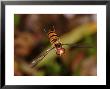Hoverfly, Adult Flying, Cambridgeshire, Uk by Keith Porter Limited Edition Print