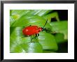 Lily Beetle, Adult Basking, Cambridgeshire, Uk by Keith Porter Limited Edition Print
