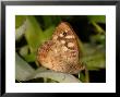 Speckled Wood Butterfly, Adult Showing Eye Spot After First Landing, Cambridgeshire, Uk by Keith Porter Limited Edition Print