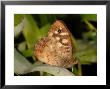Speckled Wood Butterfly, Adult Showing Eye Spot After First Landing, Cambridgeshire, Uk by Keith Porter Limited Edition Print