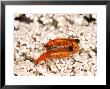 Hogweed Beetle, Mating, Uk by Keith Porter Limited Edition Pricing Art Print