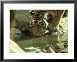 Bengal Tiger, Male Drinking, India by Mike Powles Limited Edition Pricing Art Print