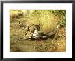 Bengal Tiger, Males Killing Sambar, India by Mike Powles Limited Edition Print