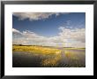 Lagoon, Botswana by Mike Powles Limited Edition Print