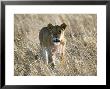 Lion, Female Staring At Camera, Kenya by Mike Powles Limited Edition Pricing Art Print