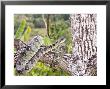Madagascar Tree Boa In Tree, Madagsacar by Mike Powles Limited Edition Print