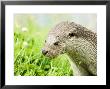 Otter Adult Portrait, Uk by Mike Powles Limited Edition Pricing Art Print