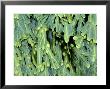 Bladder Wrack, Orkney by Iain Sarjeant Limited Edition Print